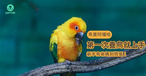 可以養的鳥|新手適合養什麼鳥？鸚鵡爸媽幫你精選出鸚鵡3+1